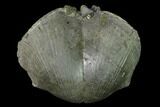 Large, Pyrite Replaced Brachiopod (Paraspirifer) Fossil - Ohio #142129-1